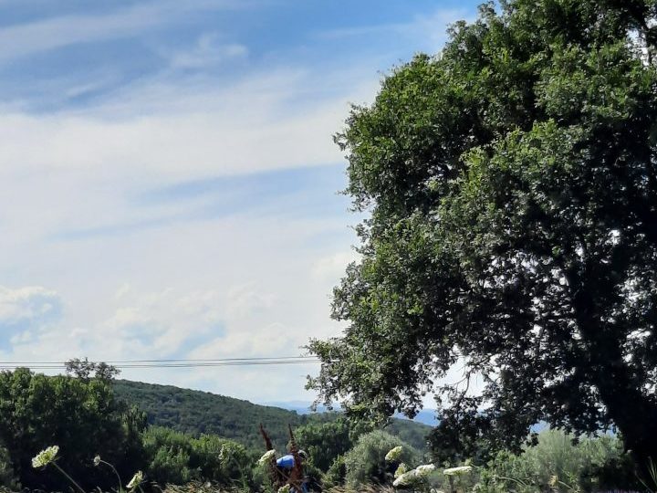 Tour des lavandes à Montélimar - 1