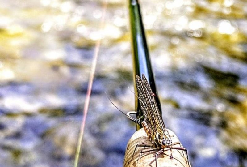 Millaud guide de pêche à Le Poët-Laval - 1