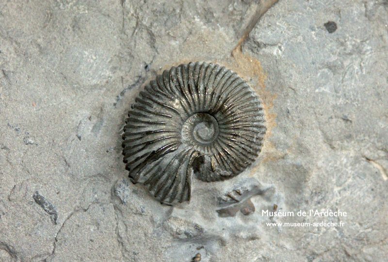 Natural history museum of Ardèche : fossils and dinosaurs à Balazuc - 2