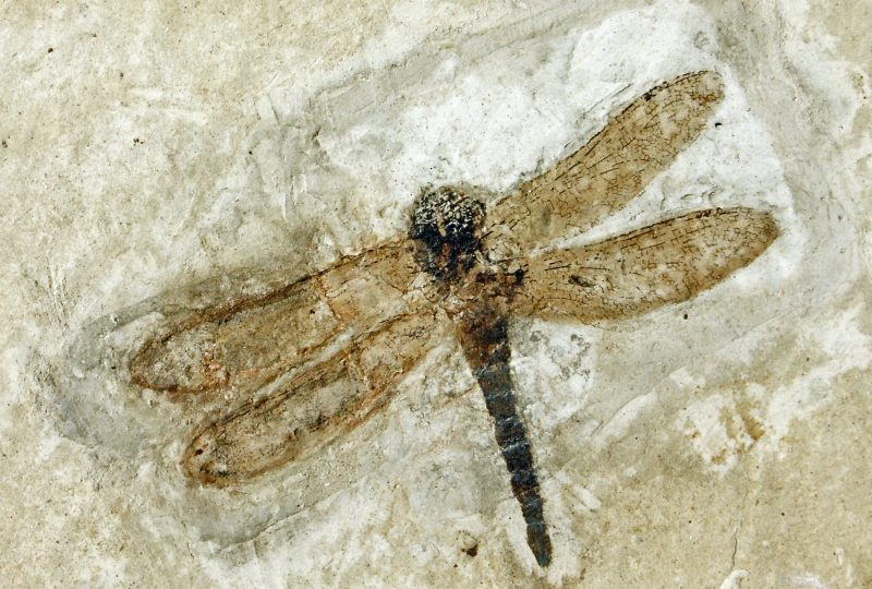 Natural history museum of Ardèche : fossils and dinosaurs à Balazuc - 3