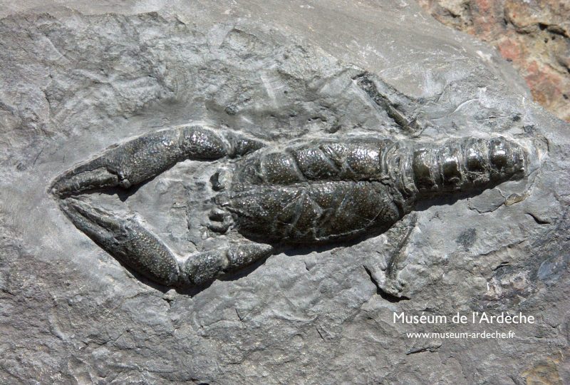 Natural history museum of Ardèche : fossils and dinosaurs à Balazuc - 5