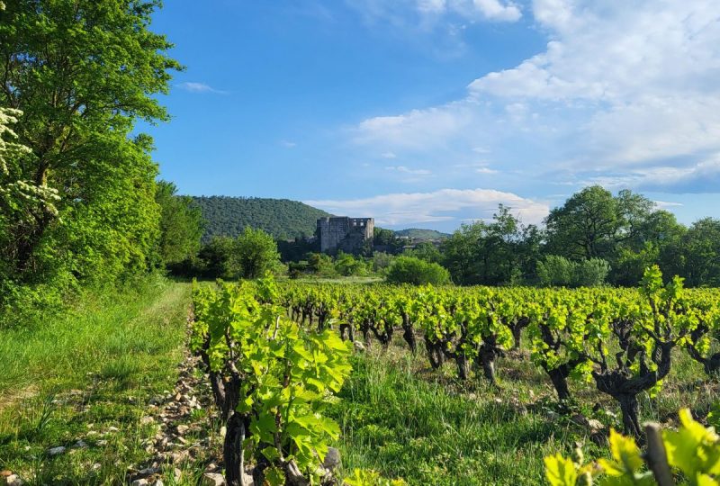 Guided tour of Alba-la-Romaine and visit to the wine cellar à Alba-la-Romaine - 2