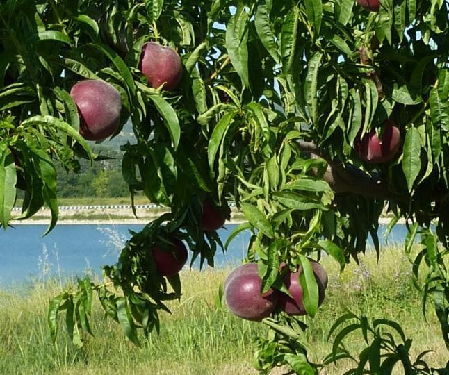 Apricots-Peaches-Nectarines Sylvie Guichard à Châteauneuf-du-Rhône - 2