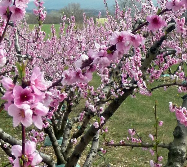 Apricots-Peaches-Nectarines Sylvie Guichard à Châteauneuf-du-Rhône - 3