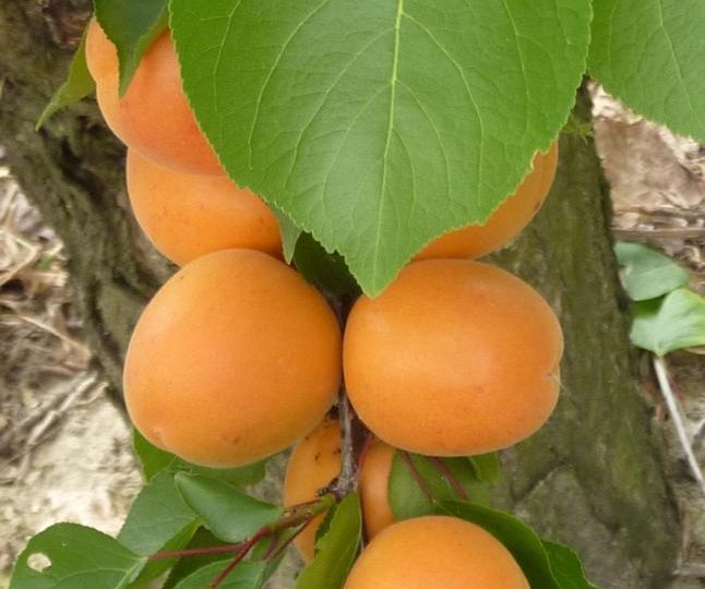 Apricots-Peaches-Nectarines Sylvie Guichard à Châteauneuf-du-Rhône - 4