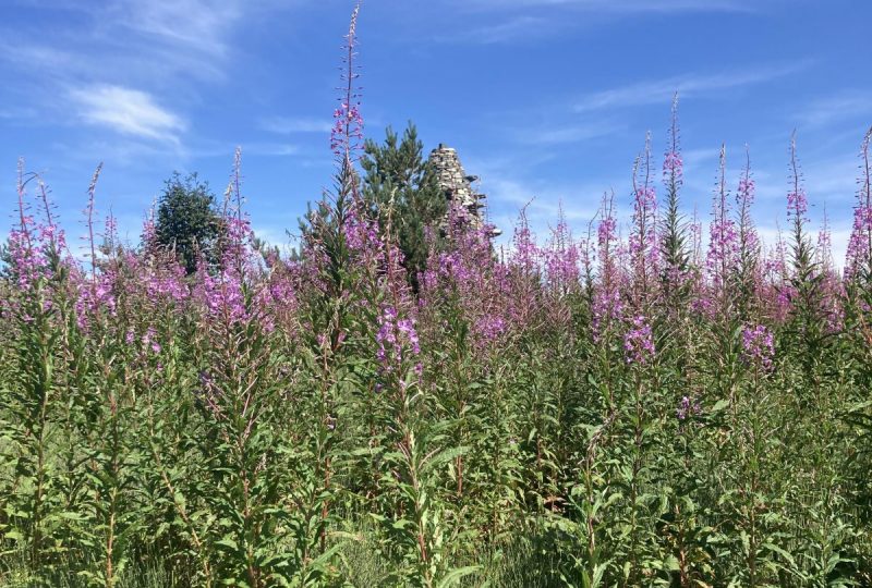 Excursion commentée sur le Tanargue  : un programme proposé par le Parc naturel régional des Monts d’Ardèche et le Grand site de France de l’Aven d’Orgnac à Orgnac-l'Aven - 3