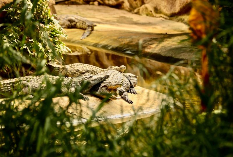 La ferme aux crocodiles à Pierrelatte - 0