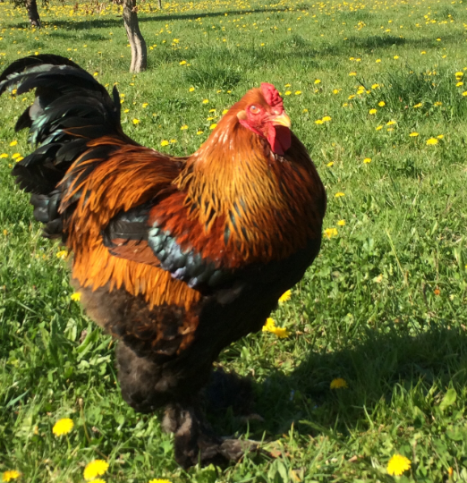 La Ferme de Fanny à Montélimar - 2